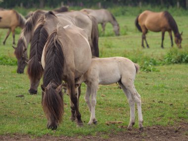 Almanya'da Vahşi atlar