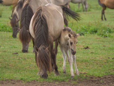 Almanya'da Vahşi atlar