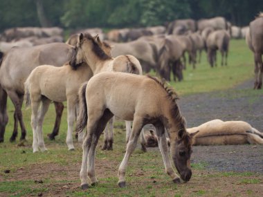 Almanya'da Vahşi atlar
