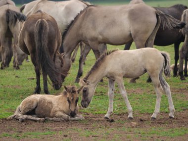 Almanya'da Vahşi atlar