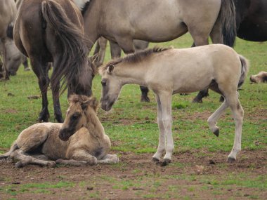 Almanya'da Vahşi atlar