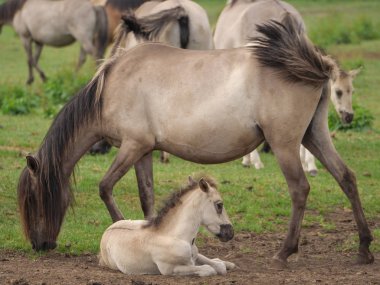 Almanya'da Vahşi atlar