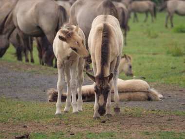 Almanya'da Vahşi atlar