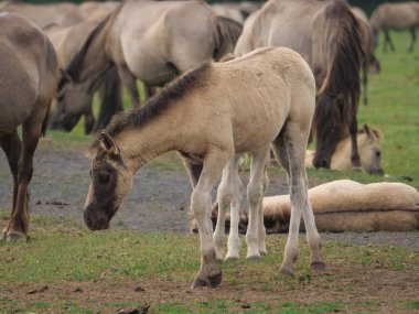 Almanya'da Vahşi atlar