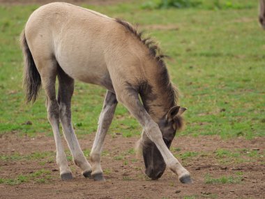 Almanya'da Vahşi atlar