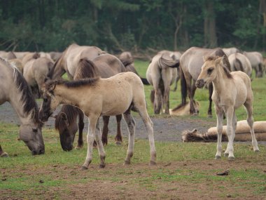 Almanya'da Vahşi atlar
