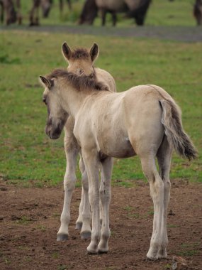 Almanya'da Vahşi atlar