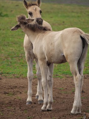 Almanya'da Vahşi atlar