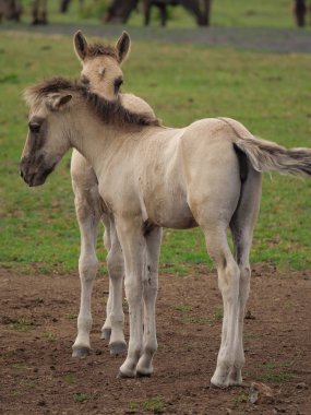 Almanya'da Vahşi atlar