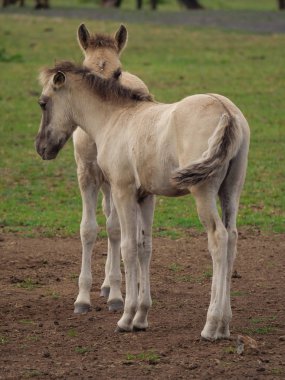 Almanya'da Vahşi atlar