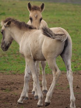 Almanya'da Vahşi atlar