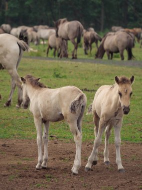 Almanya'da Vahşi atlar
