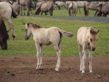 Almanya'da Vahşi atlar