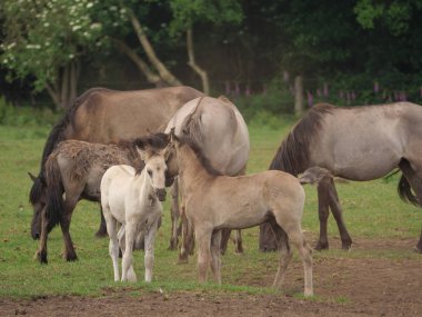 Almanya'da Vahşi atlar