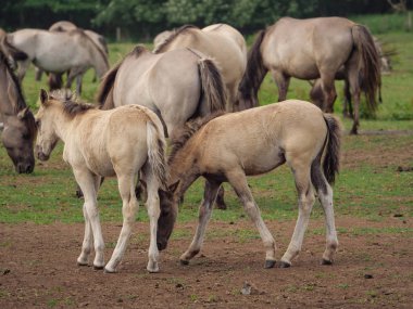 Almanya'da Vahşi atlar