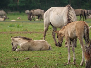 Almanya'da Vahşi atlar