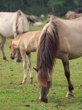 Almanya'da Vahşi atlar