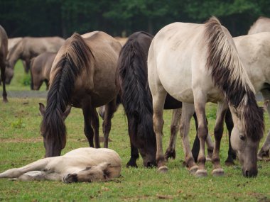 Almanya'da Vahşi atlar