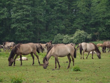 Almanya'da Vahşi atlar