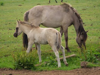 Almanya'da Vahşi atlar