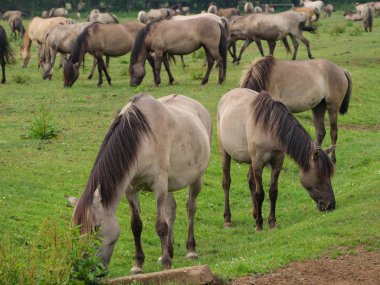 Almanya'da Vahşi atlar