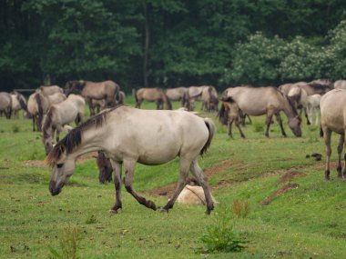 Almanya'da Vahşi atlar