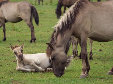 Almanya'da Vahşi atlar