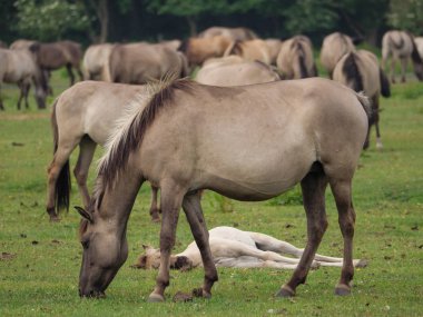 Almanya'da Vahşi atlar