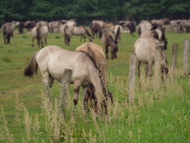 Almanya'da Vahşi atlar