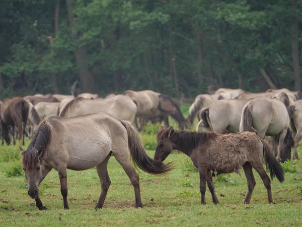 Almanya'da Vahşi atlar