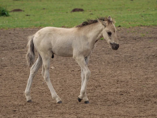 Almanya'da Vahşi atlar