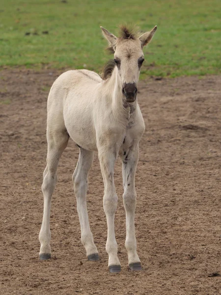 Almanya'da Vahşi atlar