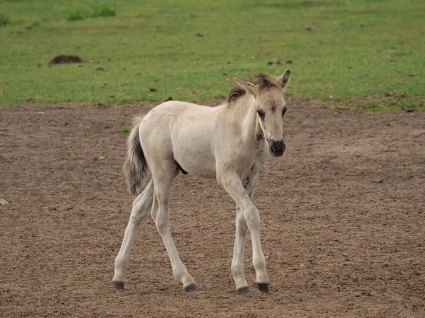 Almanya'da Vahşi atlar