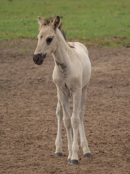 Almanya'da Vahşi atlar