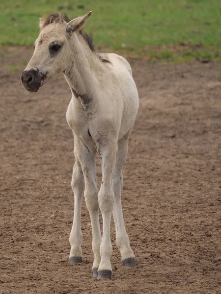 Almanya'da Vahşi atlar