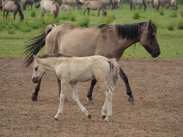 Almanya'da Vahşi atlar