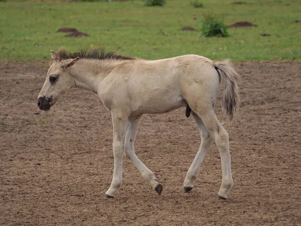 Almanya'da Vahşi atlar