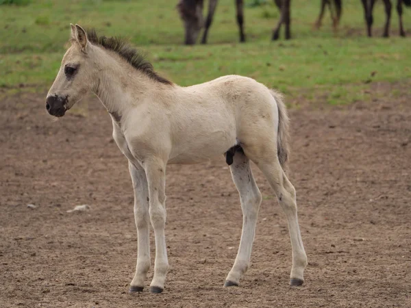 Almanya'da Vahşi atlar