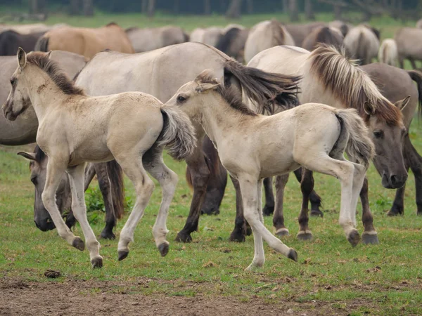 Almanya'da Vahşi atlar
