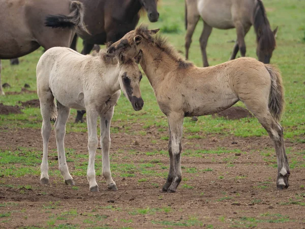 Almanya'da Vahşi atlar