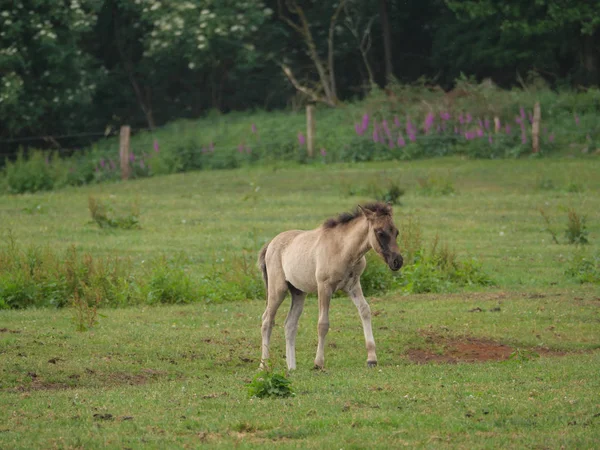 Almanya'da Vahşi atlar