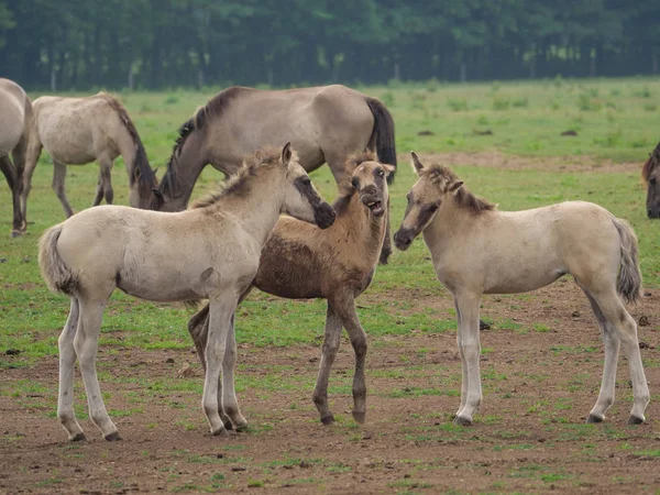 Almanya'da Vahşi atlar