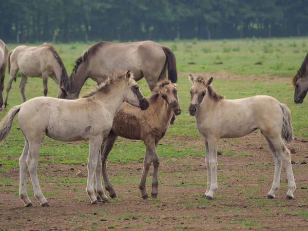 Almanya'da Vahşi atlar