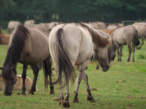 Almanya'da Vahşi atlar