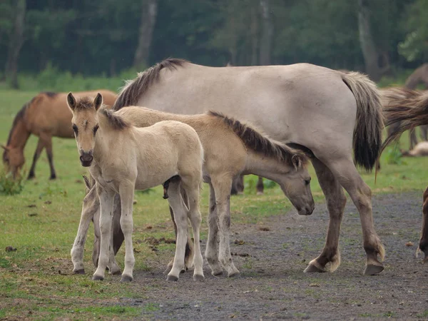 Almanya'da Vahşi atlar