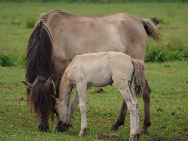Almanya'da Vahşi atlar