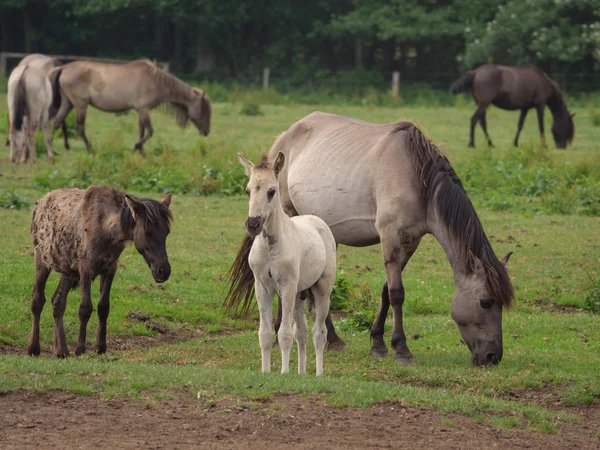 Almanya'da Vahşi atlar