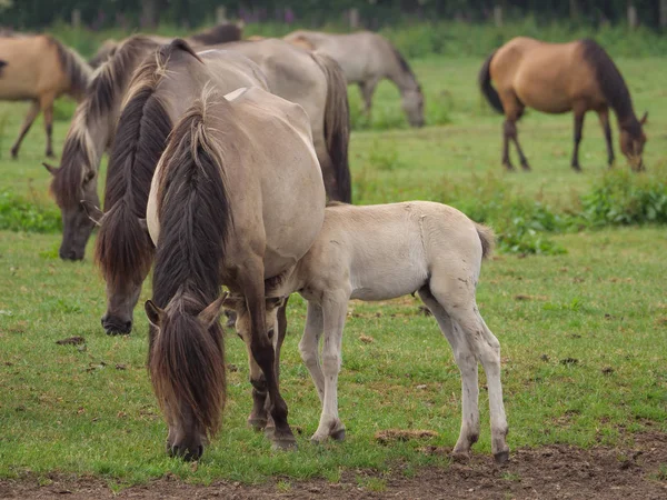 Almanya'da Vahşi atlar