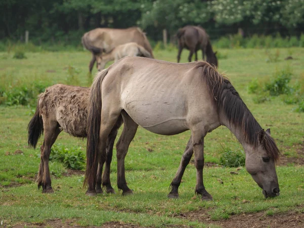 Chevaux Sauvages Allemagne — Photo