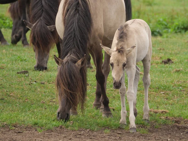 Almanya'da Vahşi atlar